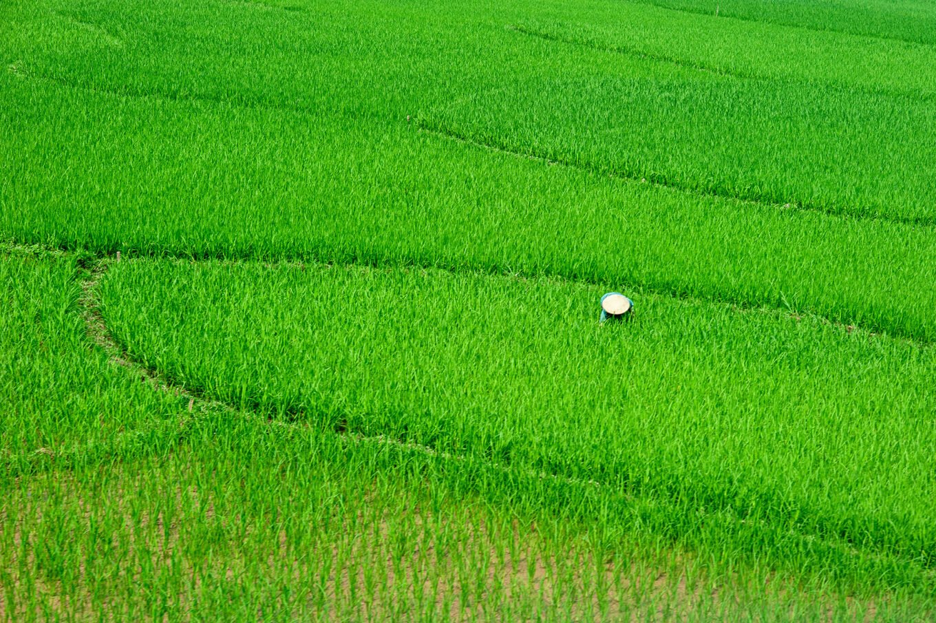 Photographie de voyage - Le Vietnam des campagnes - Les rizières de Mai Chau