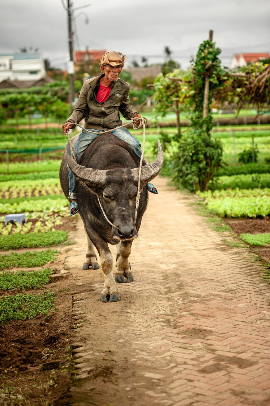 Photographie de voyage - Le Vietnam des campagnes - Les jardins de Tra Que près de Hoi An