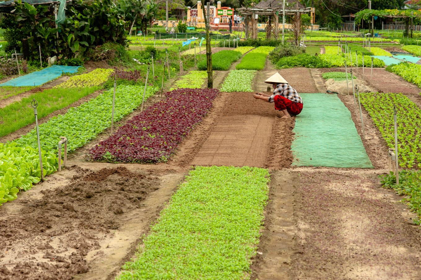 Photographie de voyage - Le Vietnam des campagnes - Les jardins de Tra Que près de Hoi An