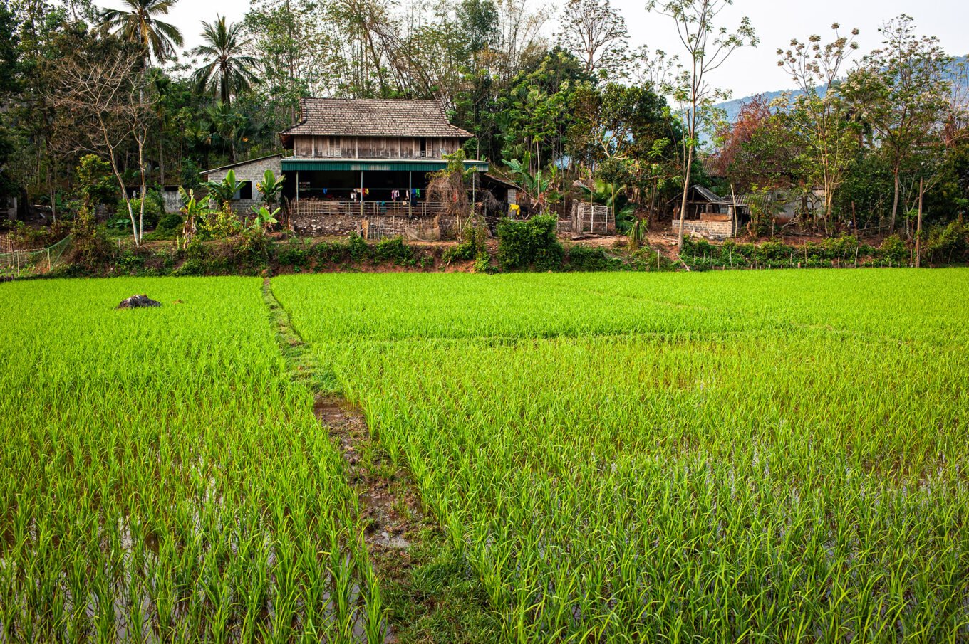 Photographie de voyage - Le Vietnam des campagnes - Les rizières de Mai Chau