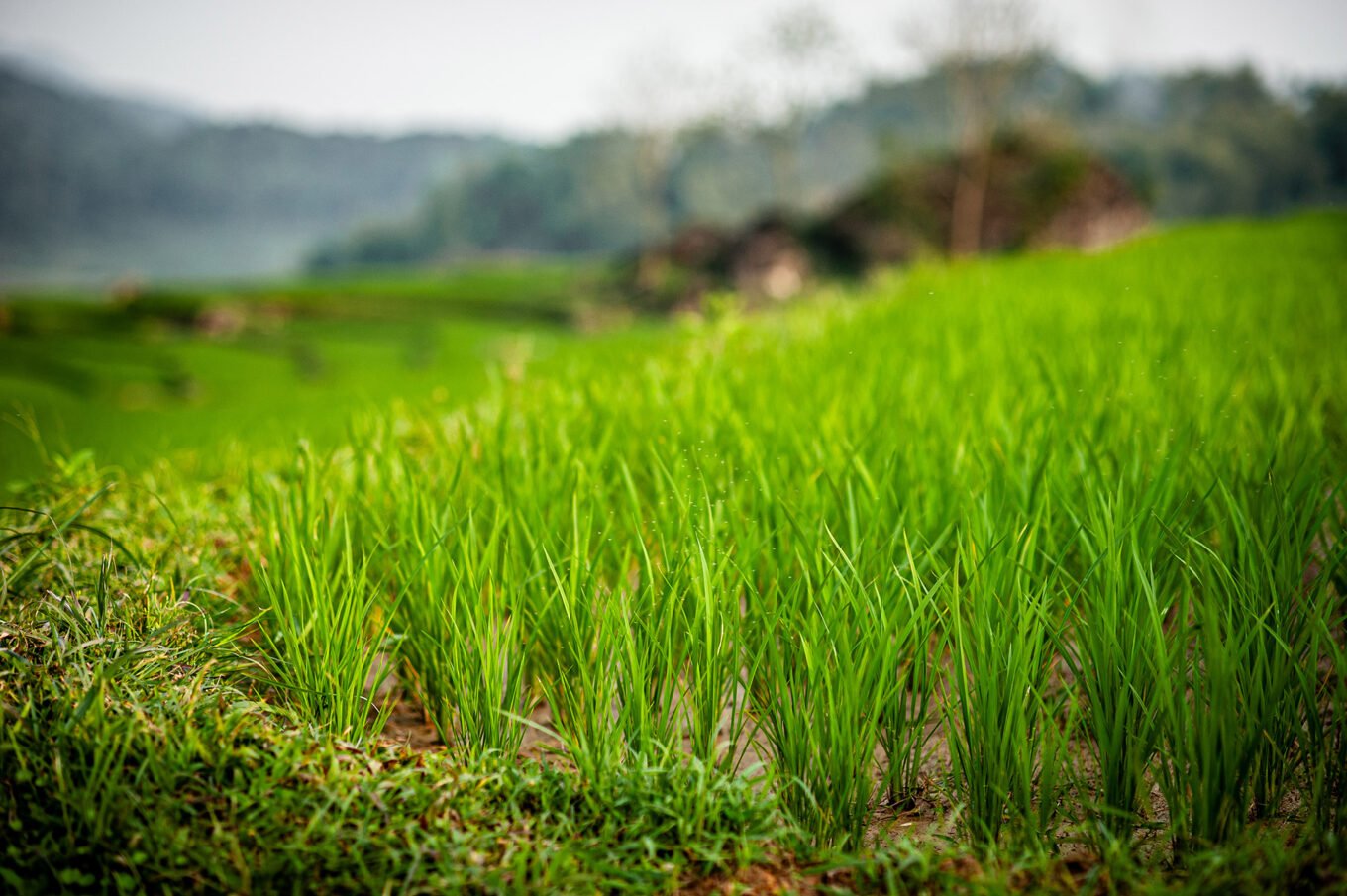 Photographie de voyage - Le Vietnam des campagnes - Les rizières de Pu Luong