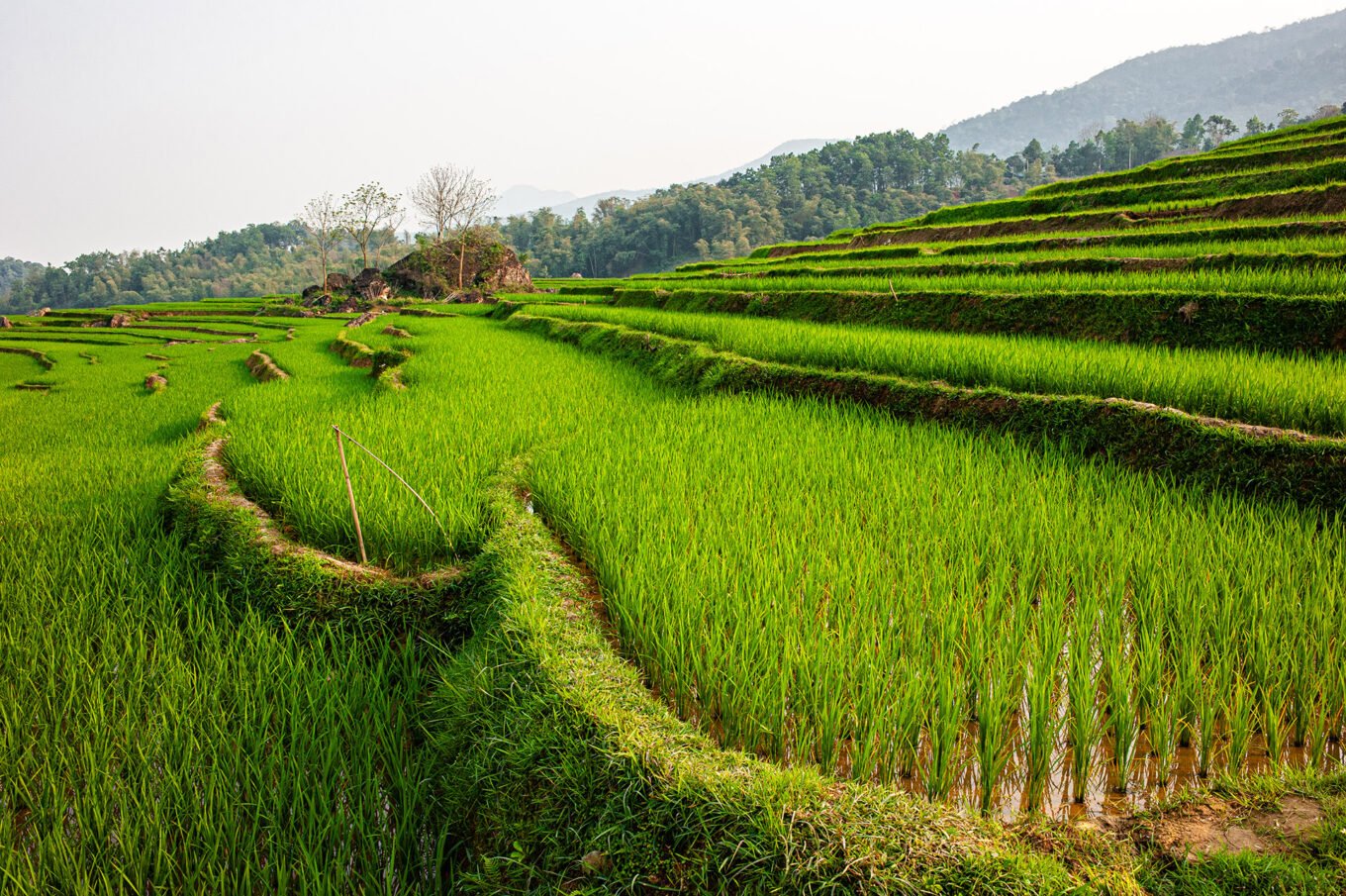Photographie de voyage - Le Vietnam des campagnes - Les rizières de Pu Luong