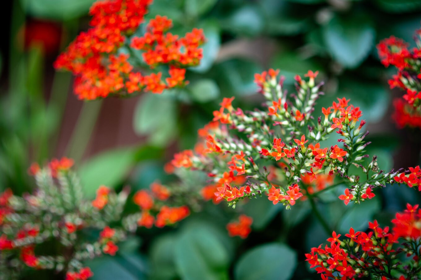 Voyage Vietnam - Jardins
