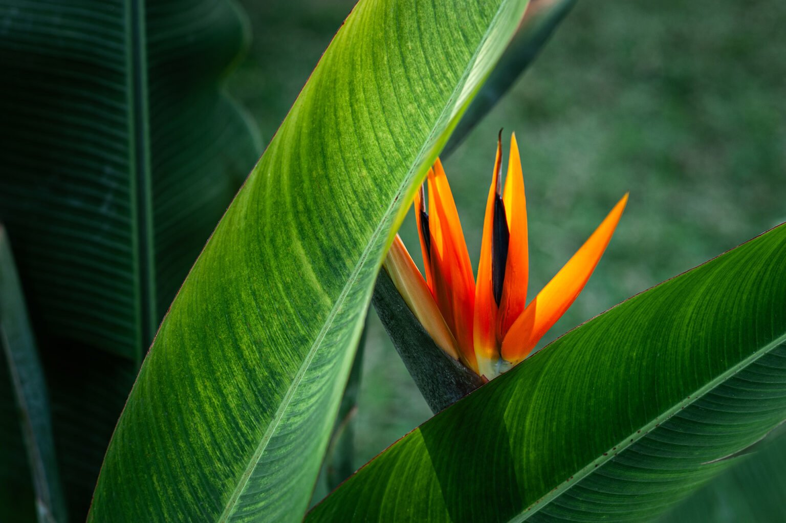 Voyage Vietnam - Jardins