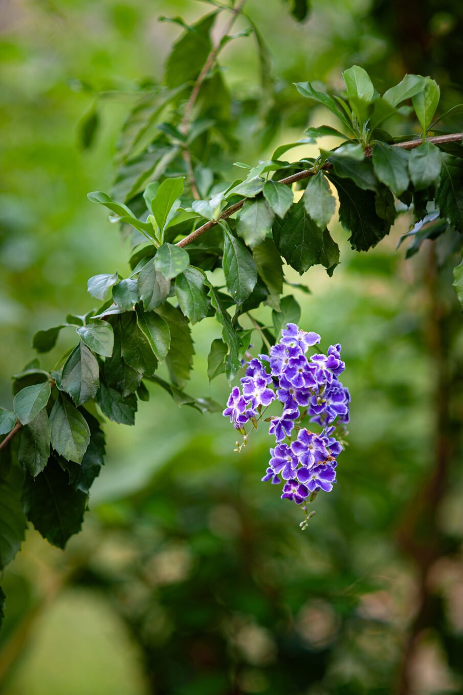 Voyage Vietnam - Jardins