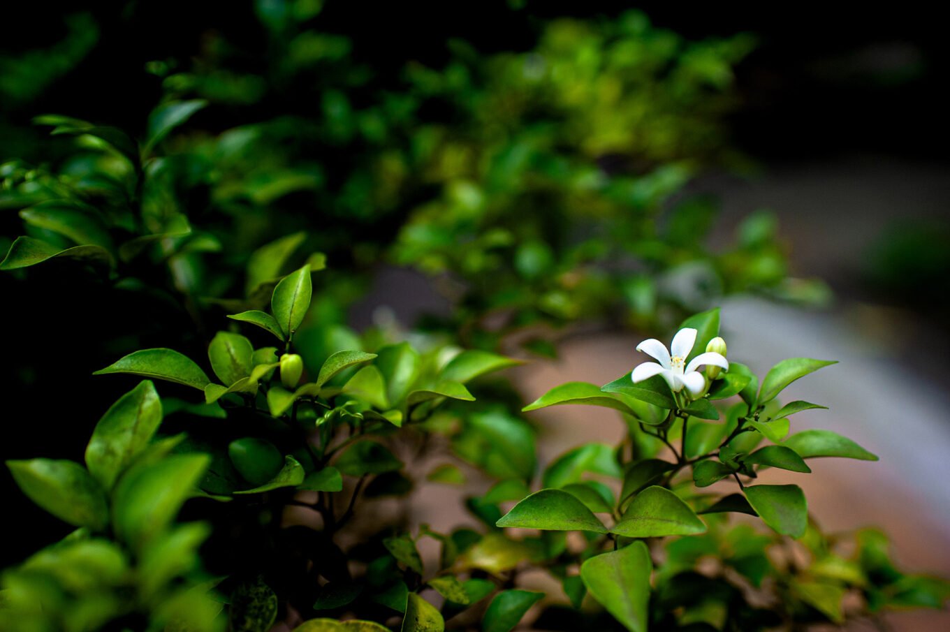Voyage Vietnam - Jardins