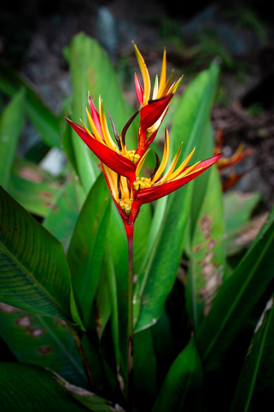 Voyage Vietnam - Jardins