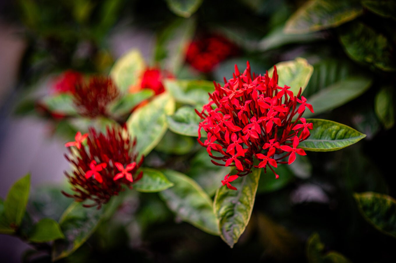 Voyage Vietnam - Jardins