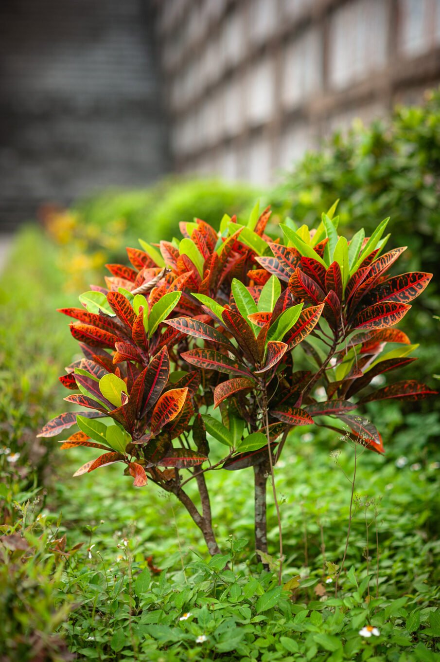 Voyage Vietnam - Jardins