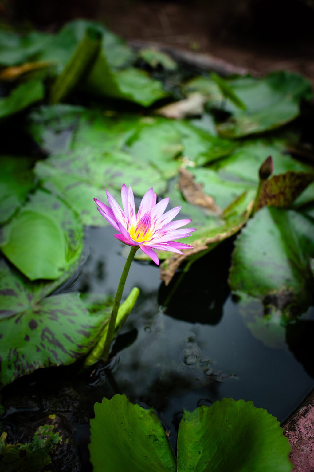 Voyage Vietnam - Jardins