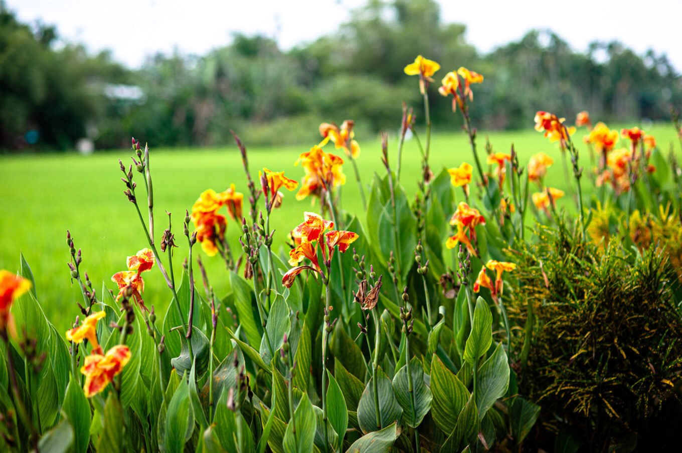Voyage Vietnam - Jardins