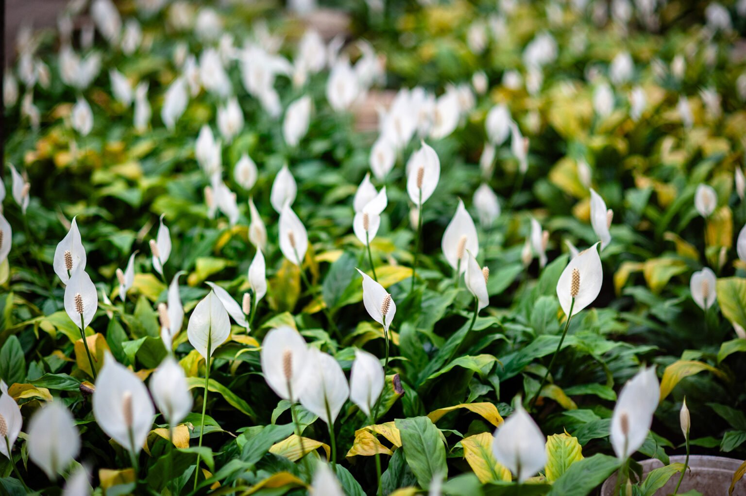 Voyage Vietnam - Jardins