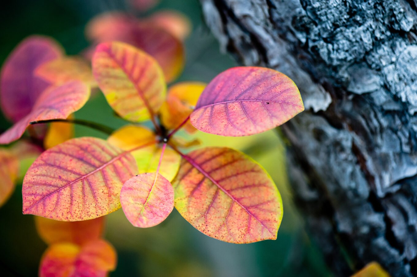 Photographie nature détail macro forêt d'automne