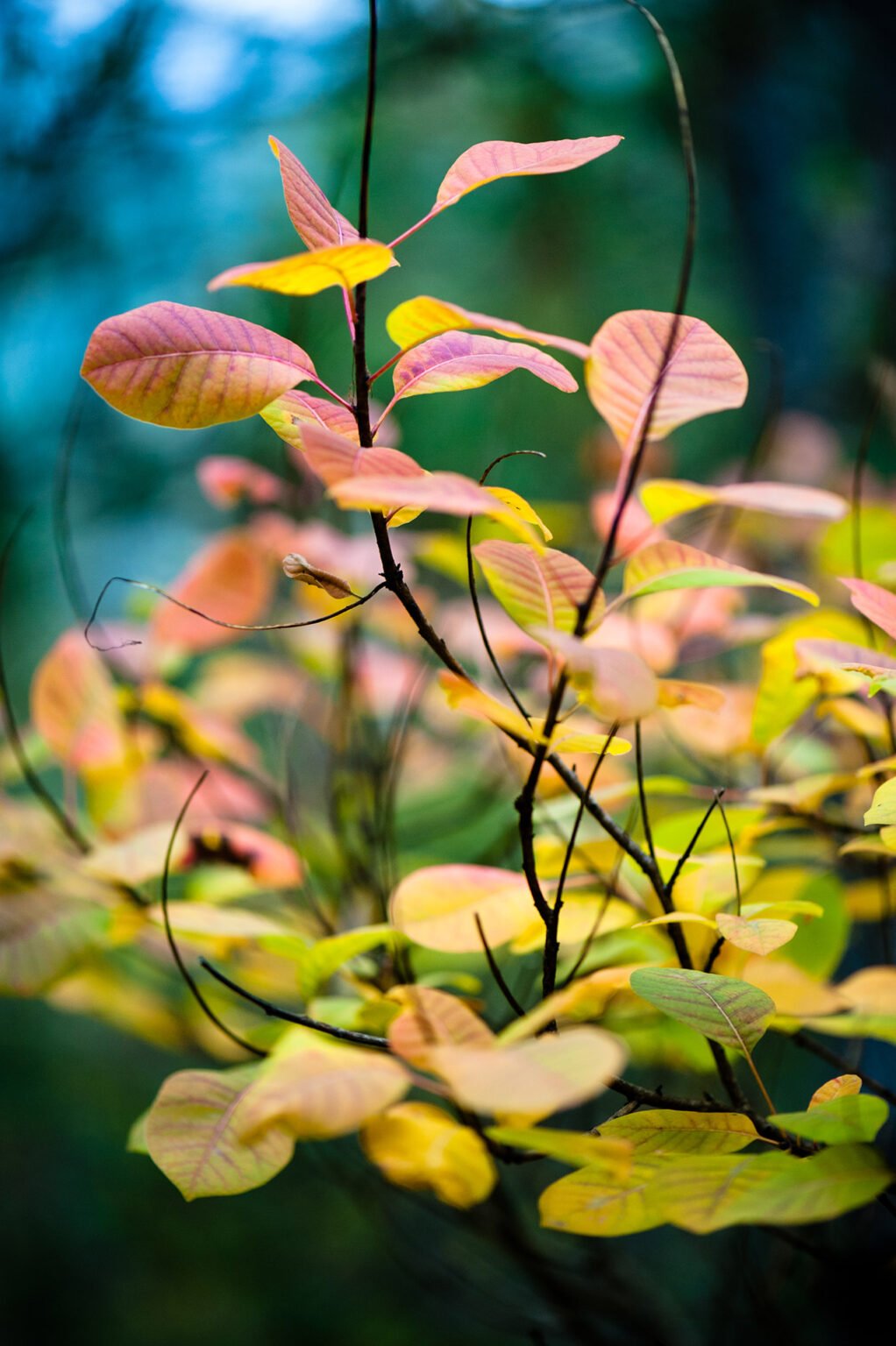 Photographie nature détail macro forêt d'automne