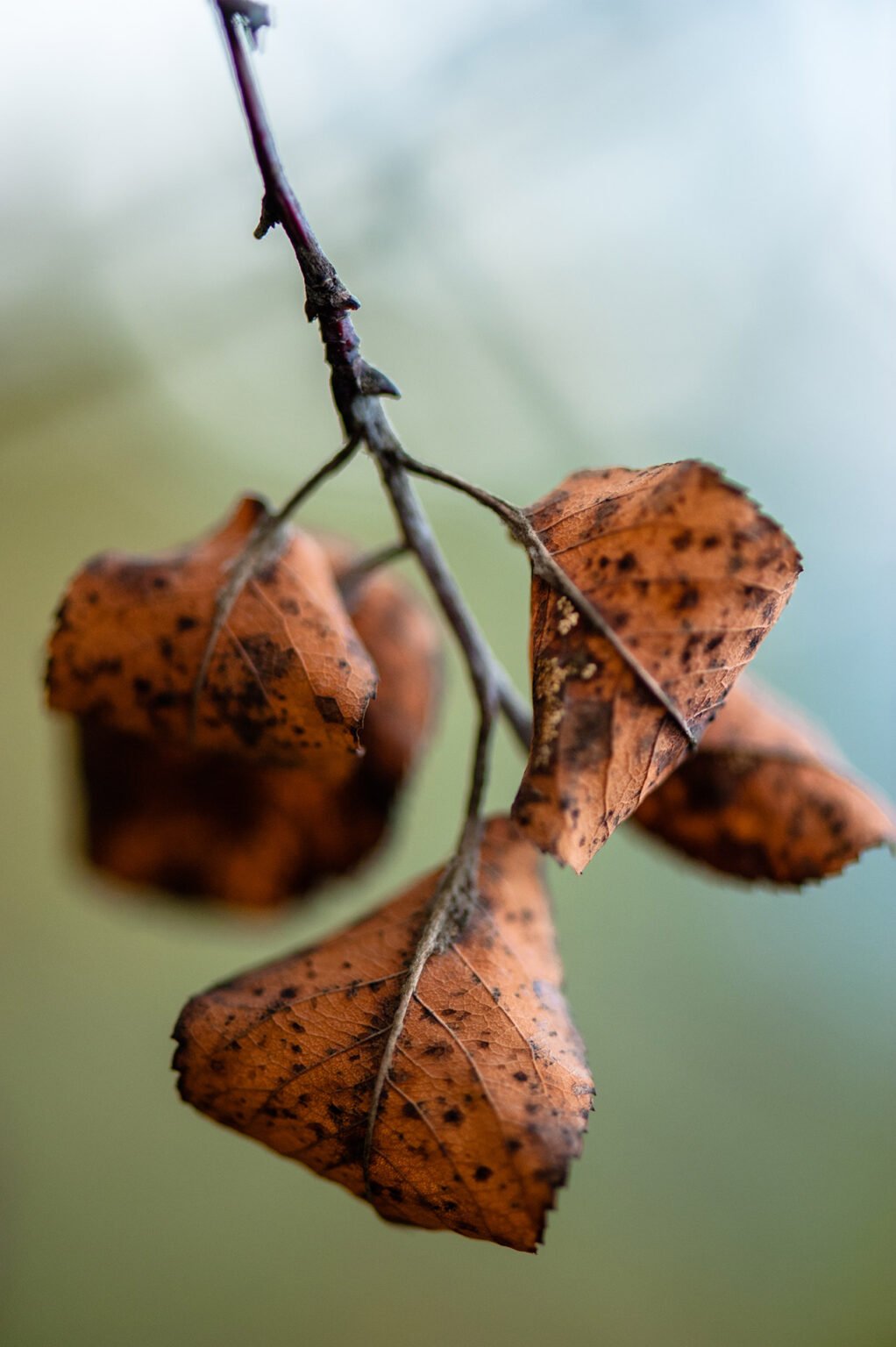 Photographie nature détail macro forêt d'automne