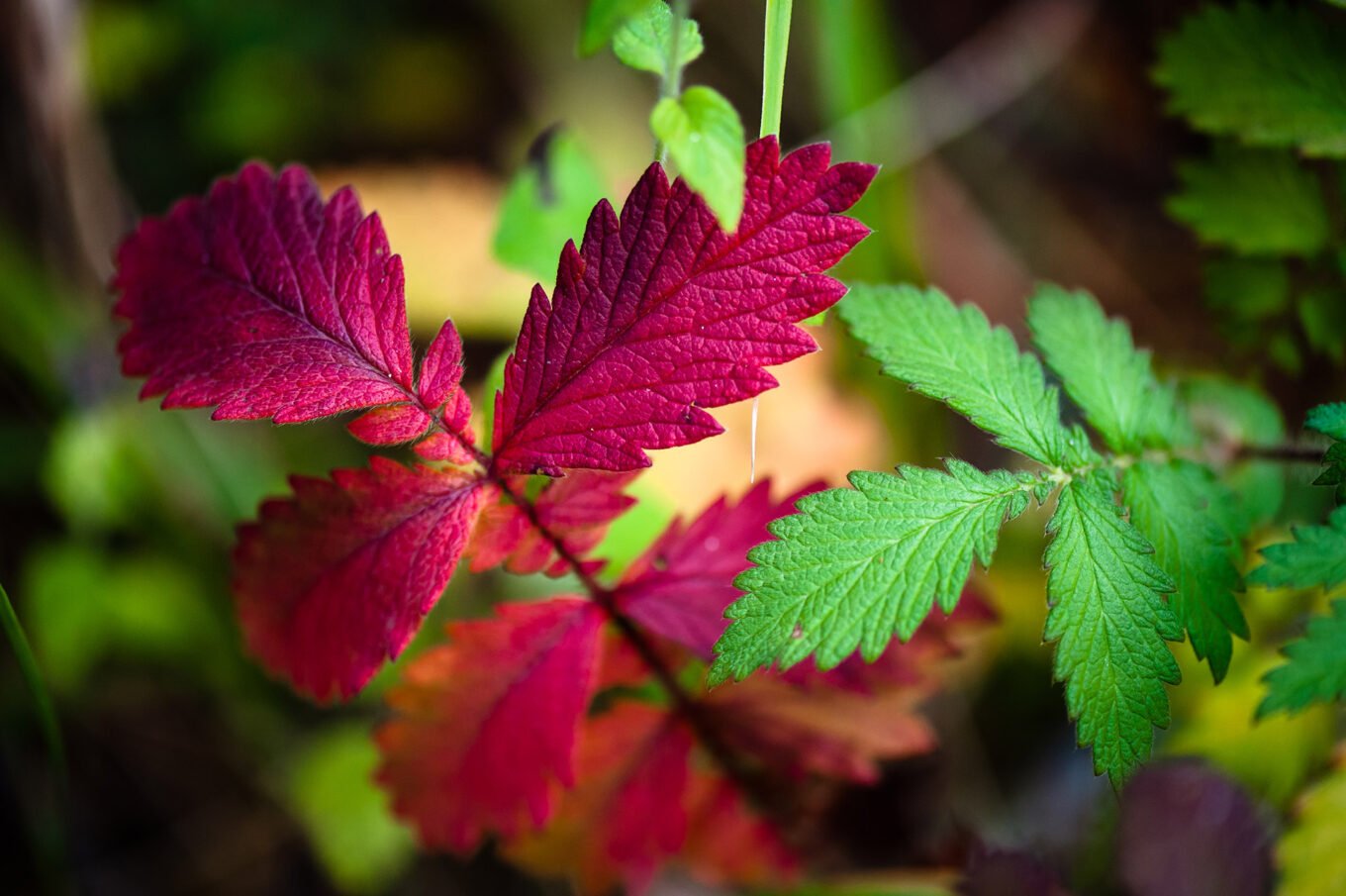 Photographie nature détail macro forêt d'automne