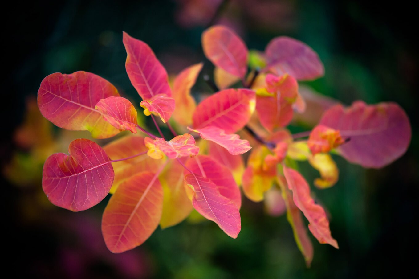 Photographie nature détail macro forêt d'automne