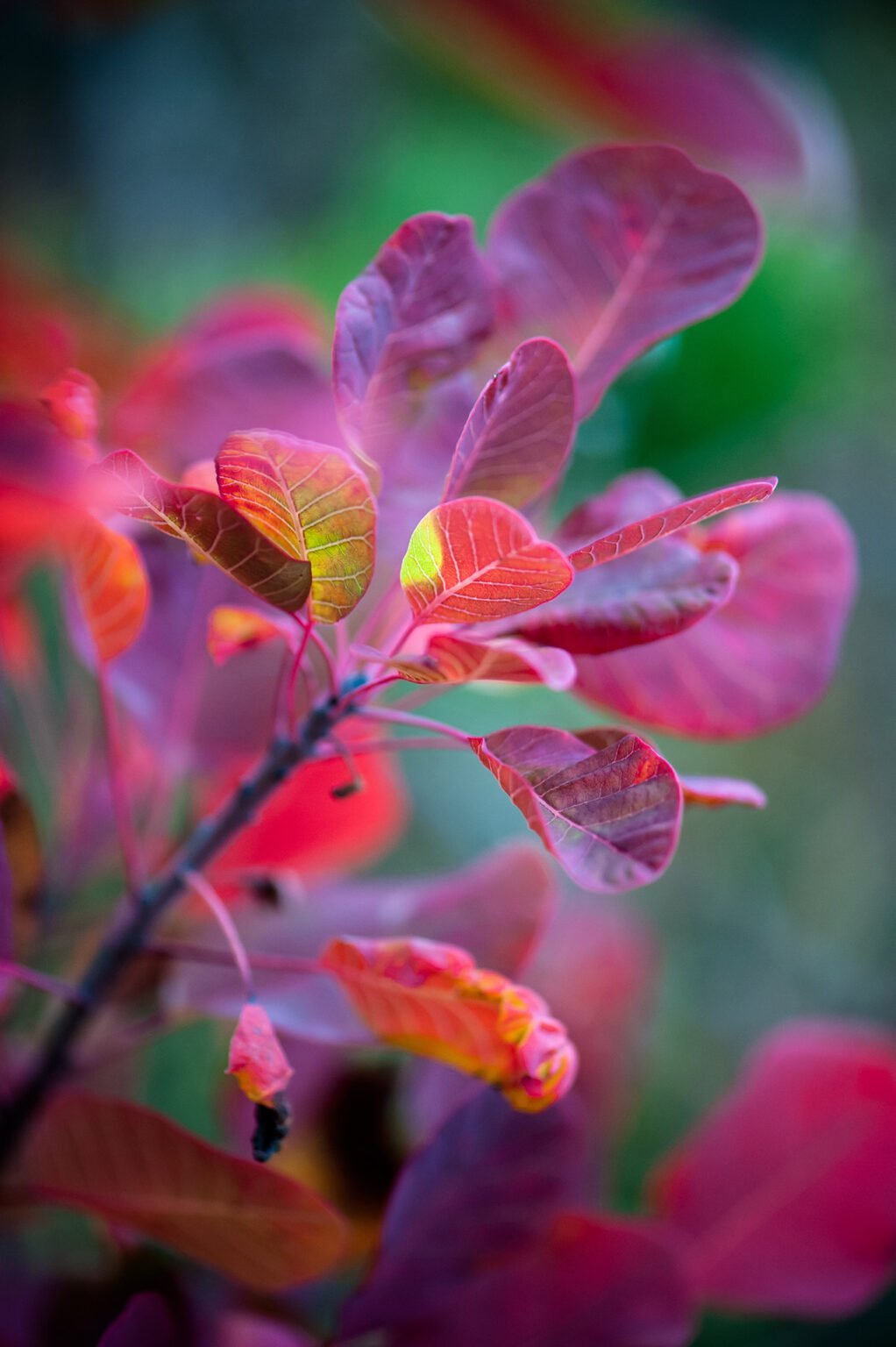 Photographie nature détail macro forêt d'automne