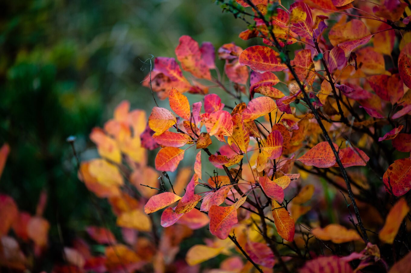 Photographie nature détail macro forêt d'automne