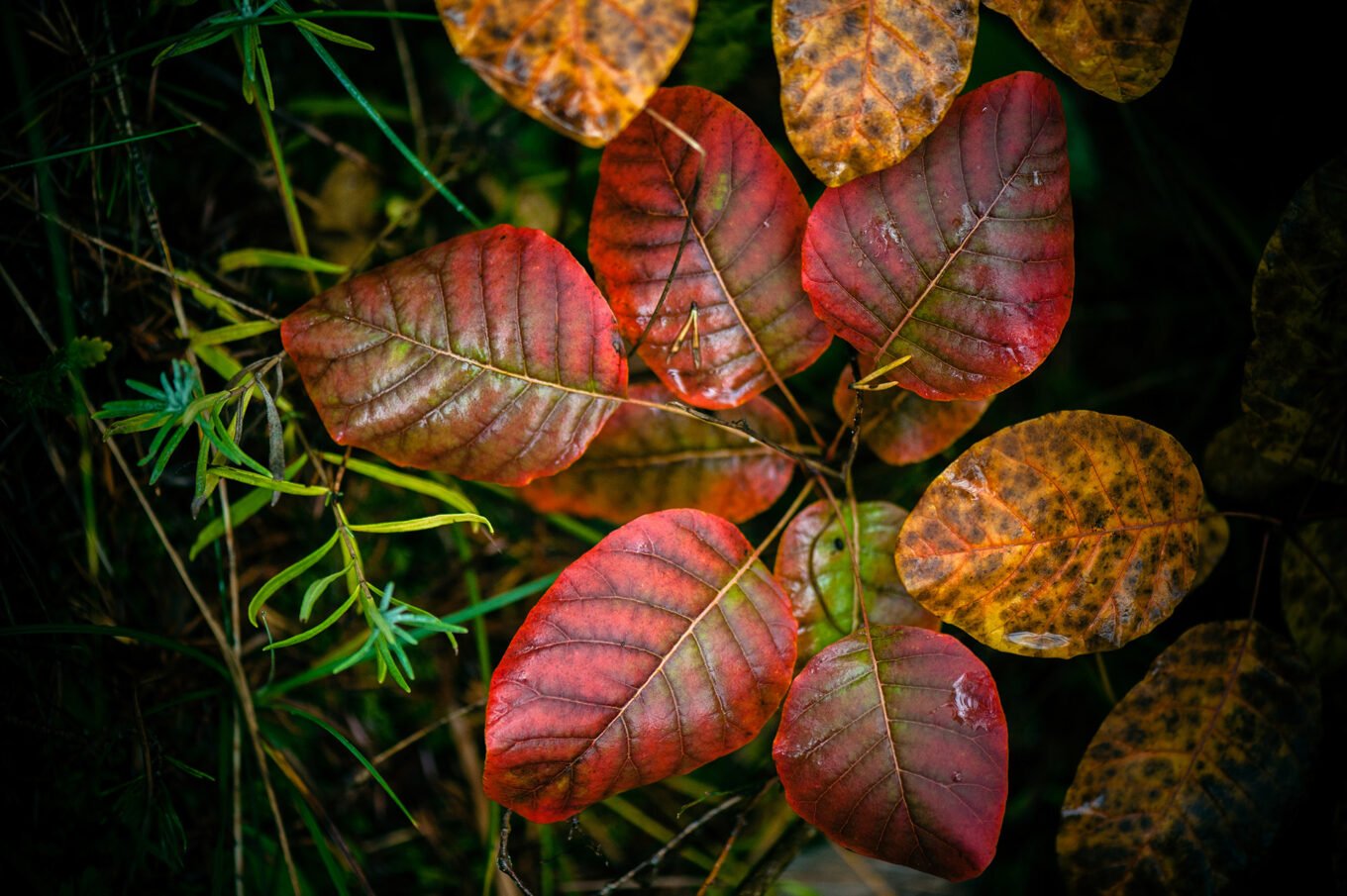 Photographie nature détail macro forêt d'automne