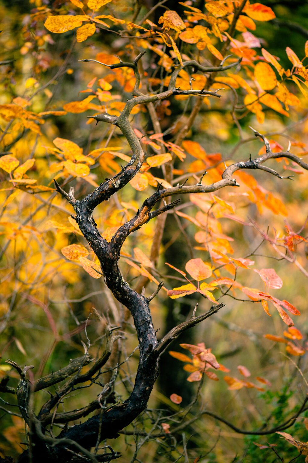 Photographie nature détail macro forêt d'automne