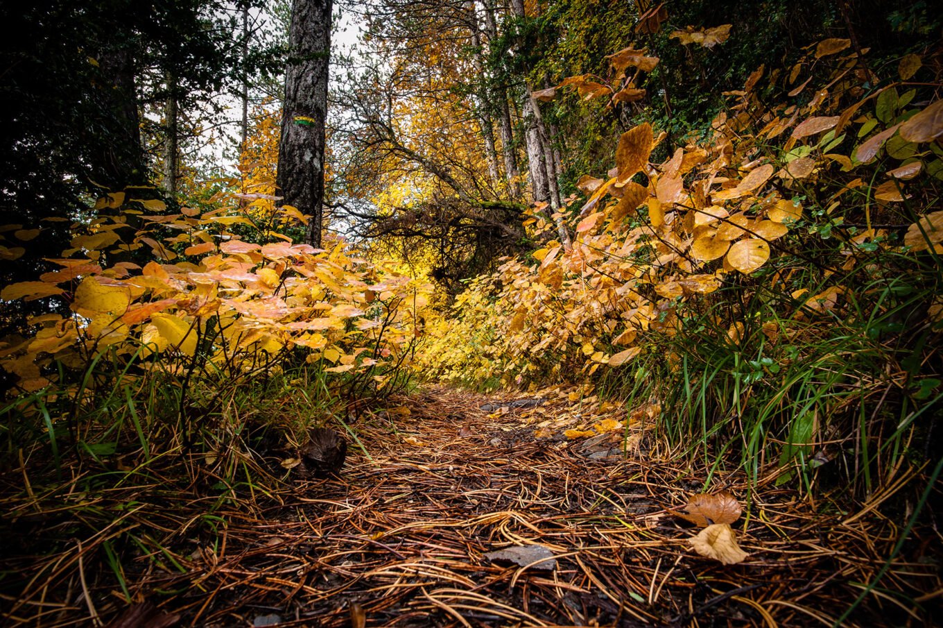 Photographie nature détail macro forêt d'automne