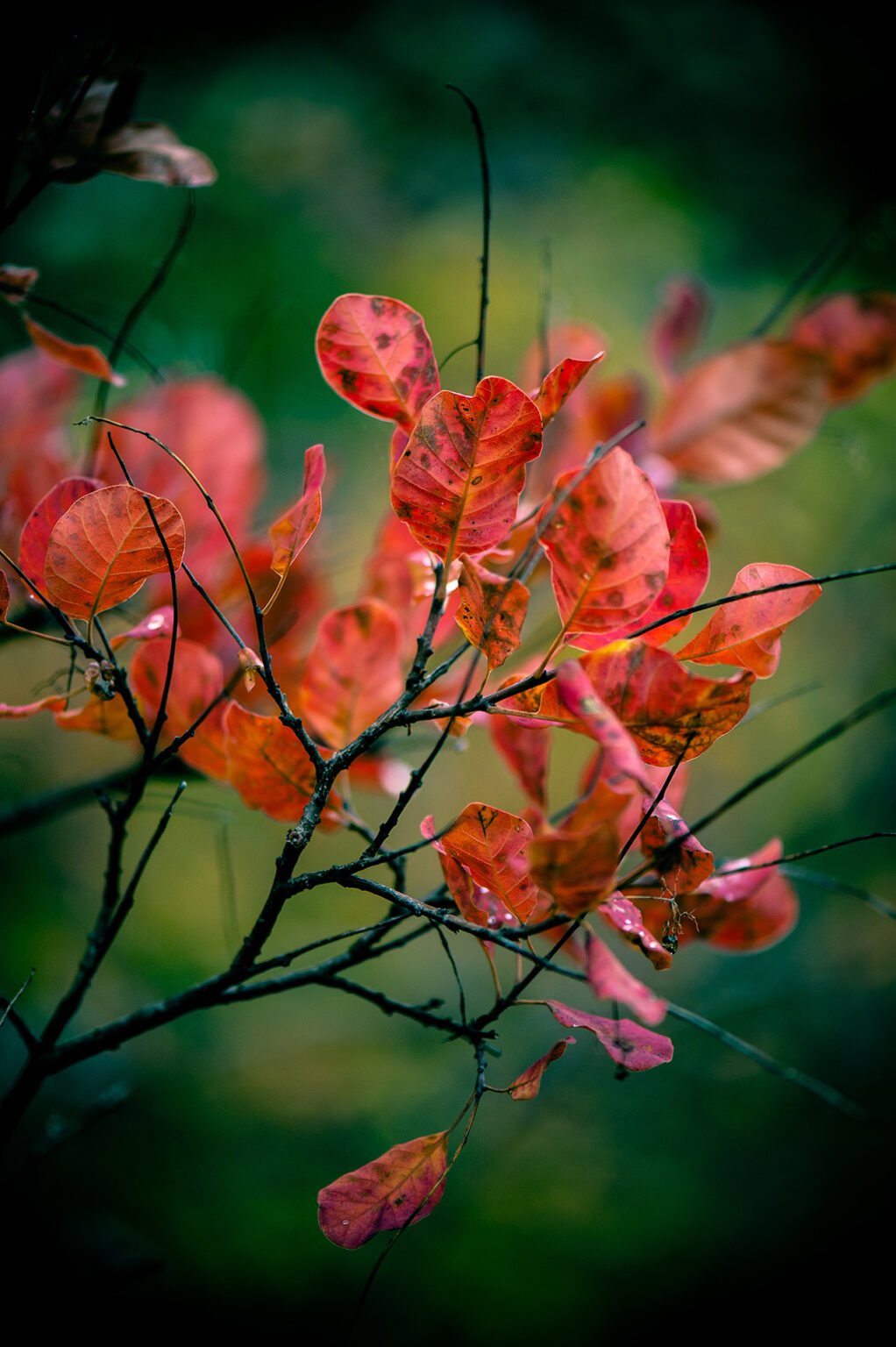 Photographie nature détail macro forêt d'automne