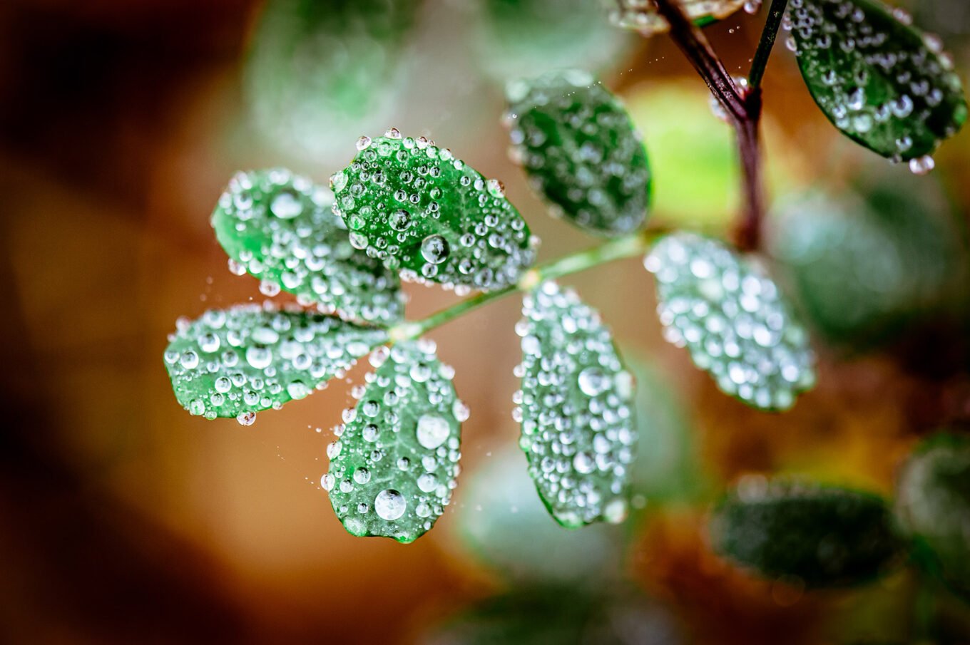 Photographie nature détail macro forêt d'automne