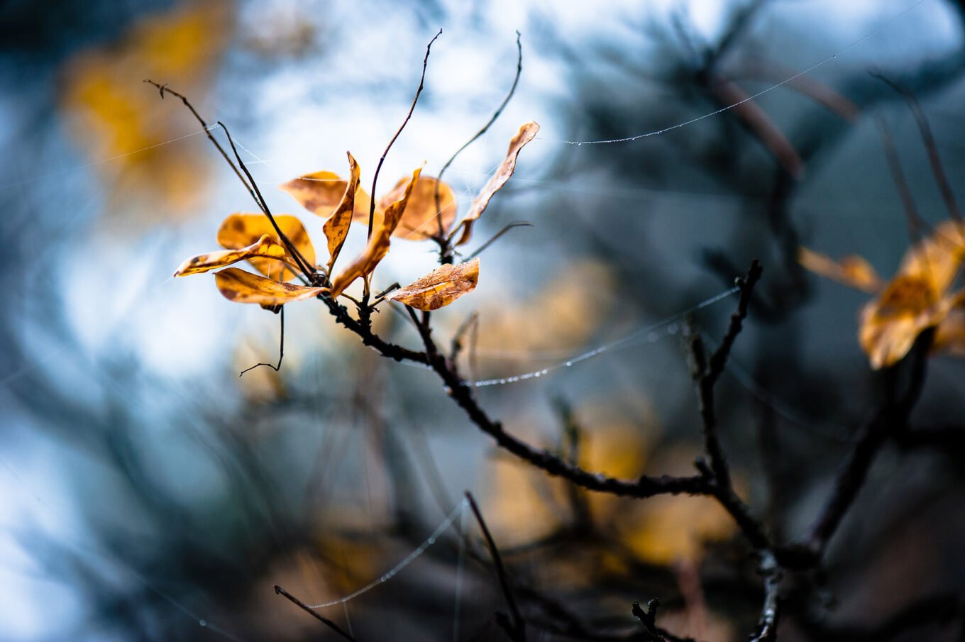 Photographie nature détail macro forêt d'automne