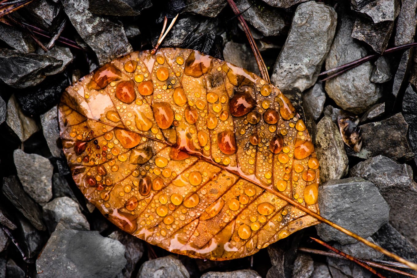 Photographie nature détail macro forêt d'automne