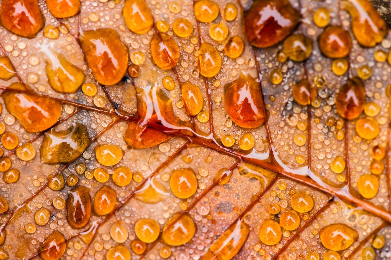 Photographie nature détail macro forêt d'automne