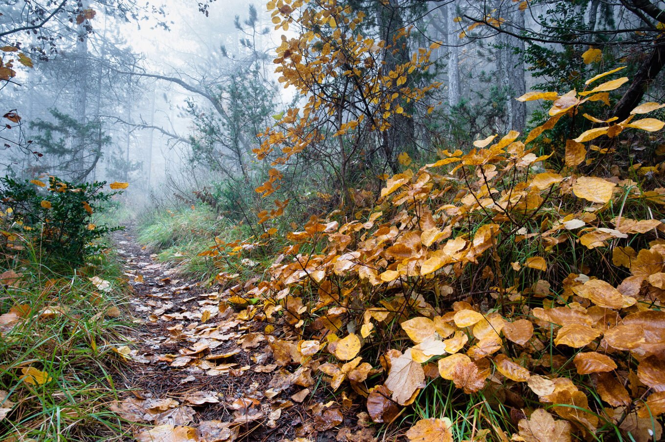 Photographie nature détail macro forêt d'automne