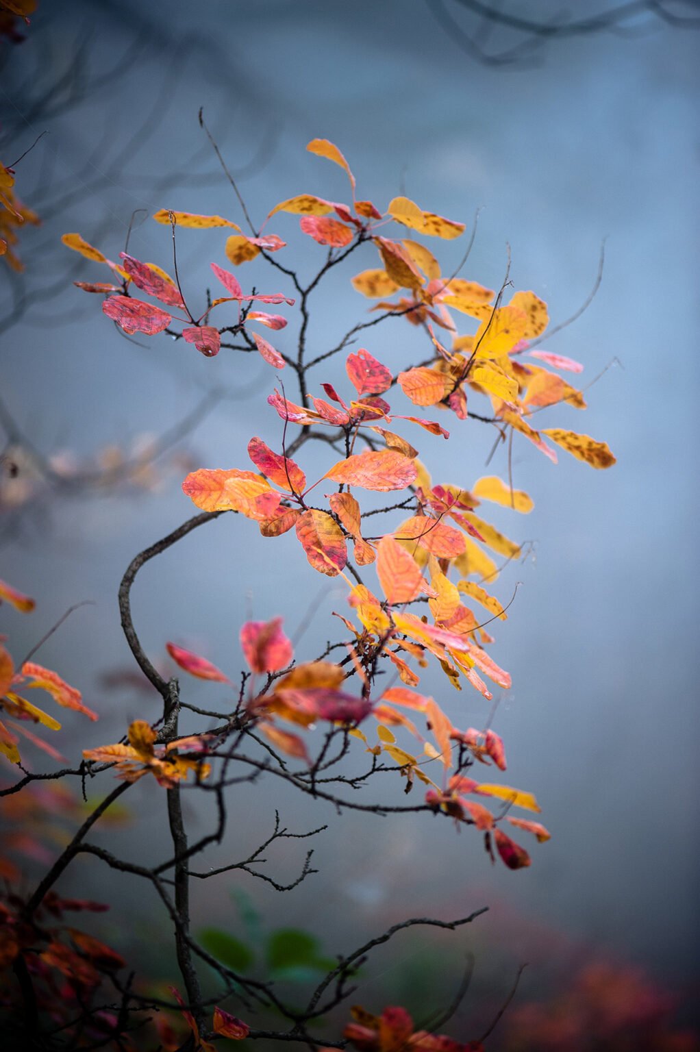 Photographie nature détail macro forêt d'automne