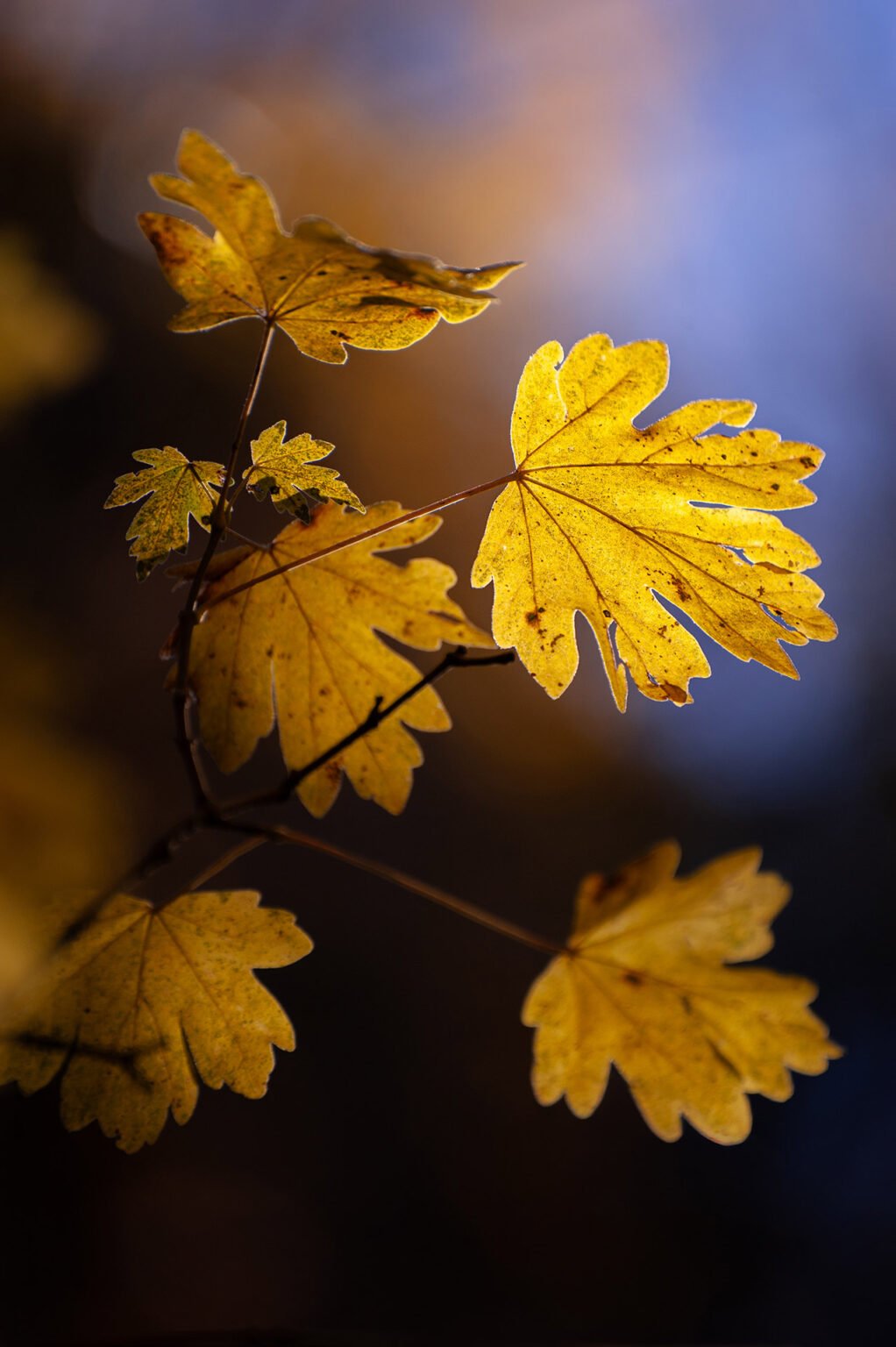 forêt automne Vercors Sud feuilles jaunes macro