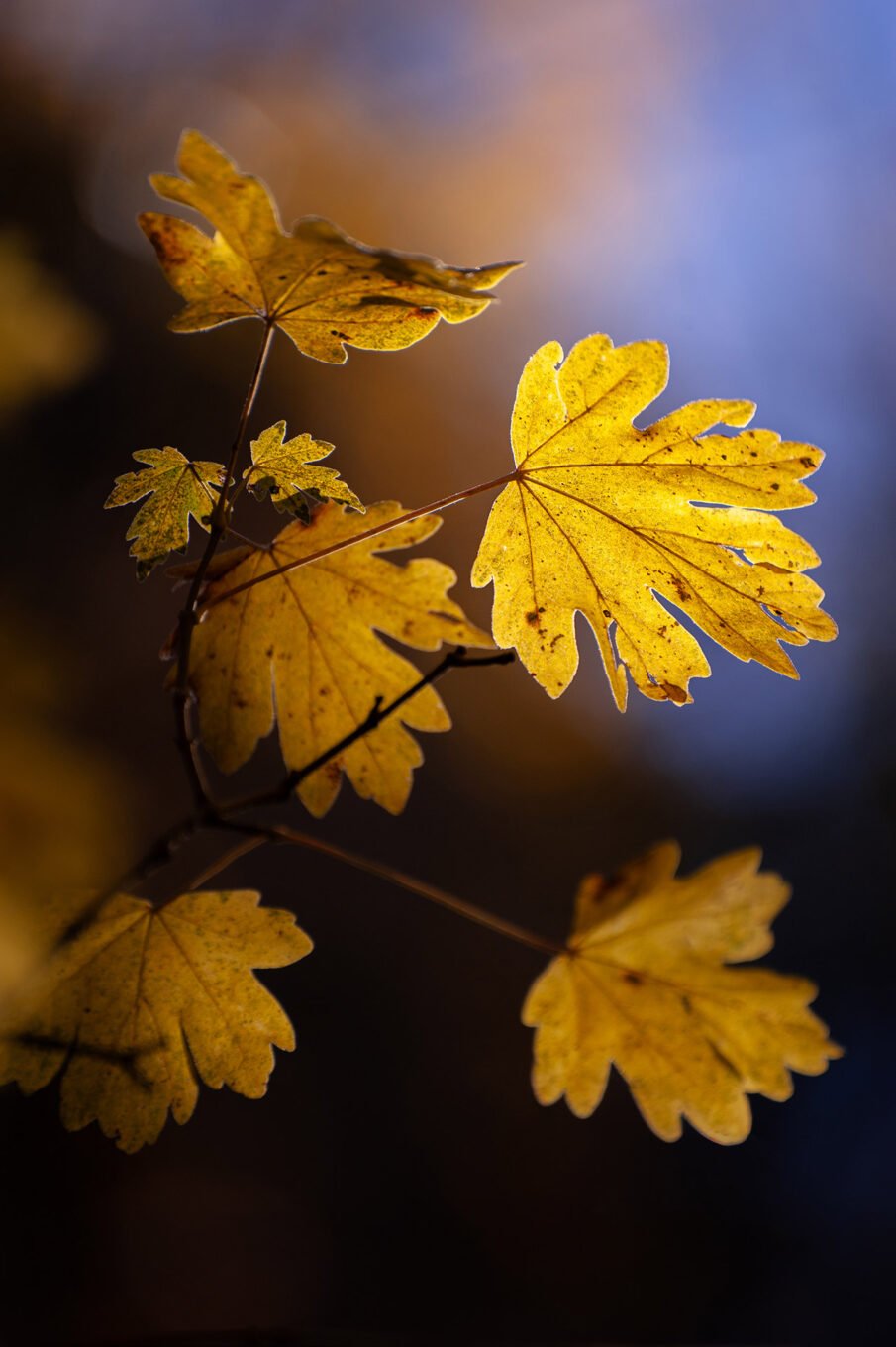 forêt automne Vercors Sud feuilles jaunes macro