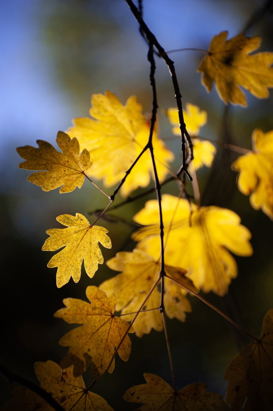 forêt automne Vercors Sud feuilles jaunes macro
