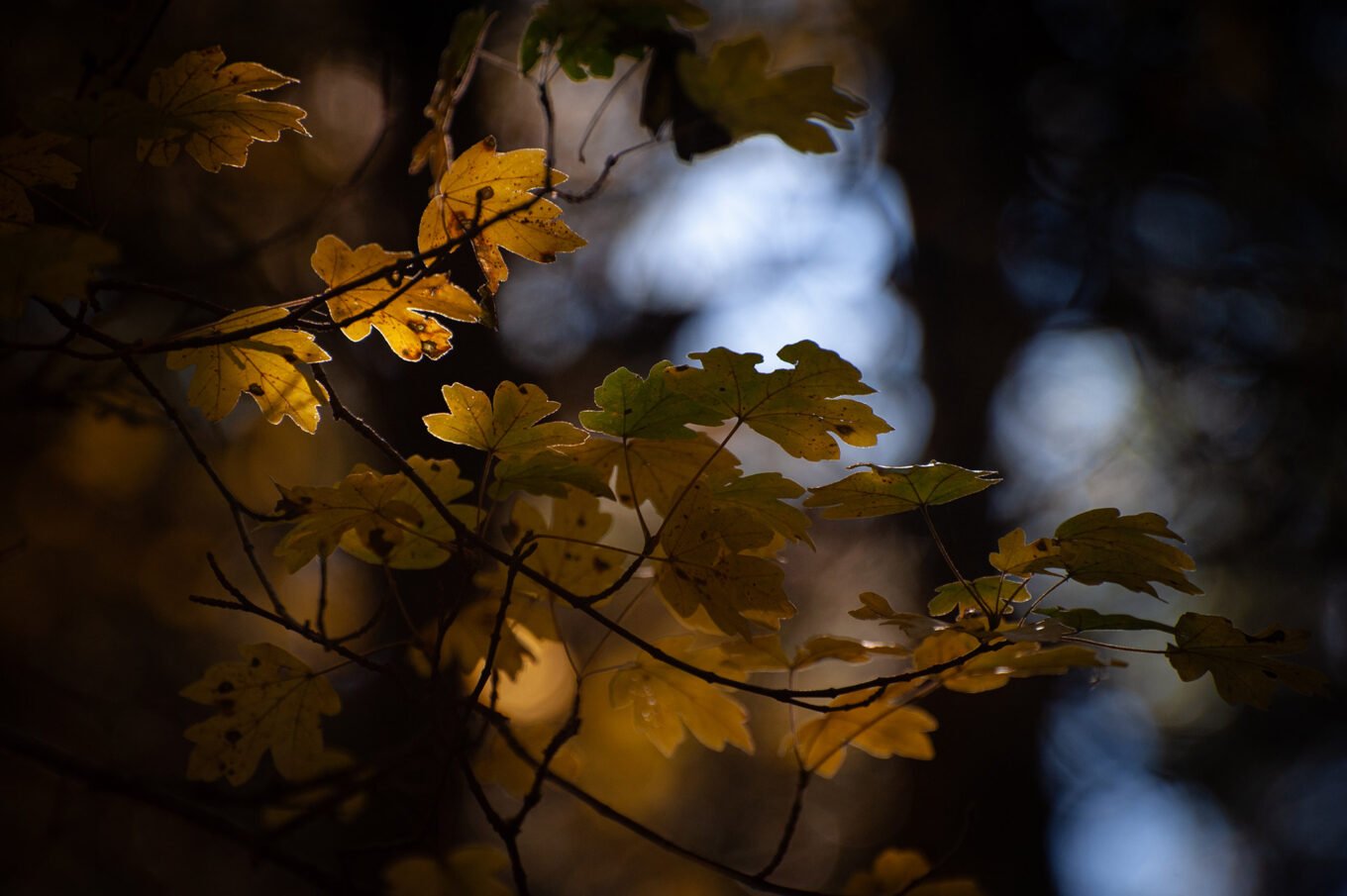 forêt automne Vercors Sud feuilles jaunes macro