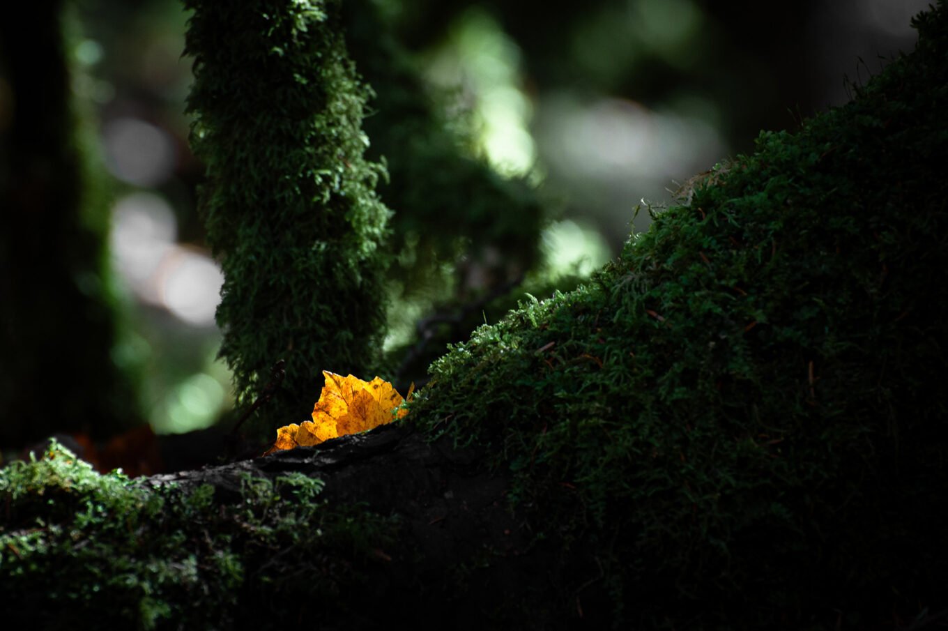 sous-bois automnal Vercors Sud macro nature montagne