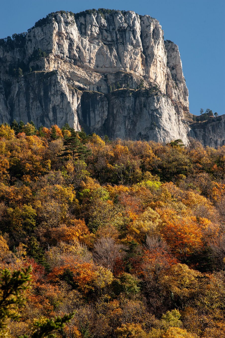 falaises du Glandasse arbres multicolores automne Vercors