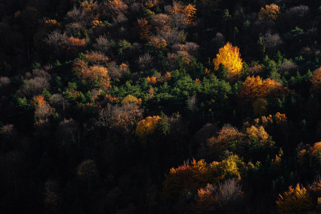 forêt automne Vercors Sud feuilles jaunes