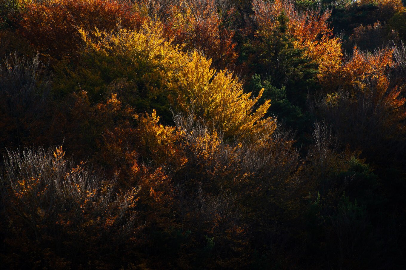 forêt automne Vercors Sud feuilles jaunes
