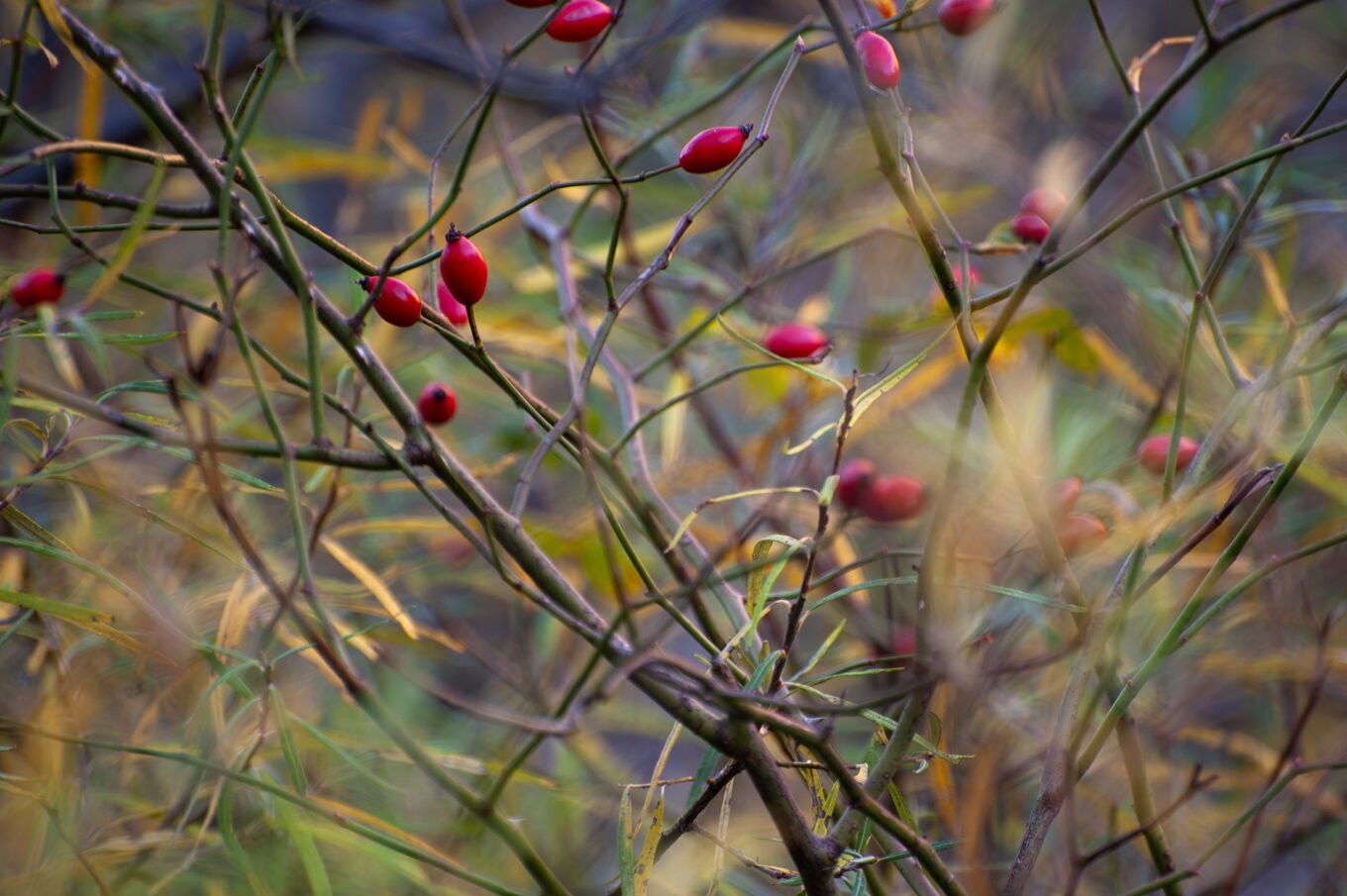 sous-bois automnal Vercors Sud macro nature montagne