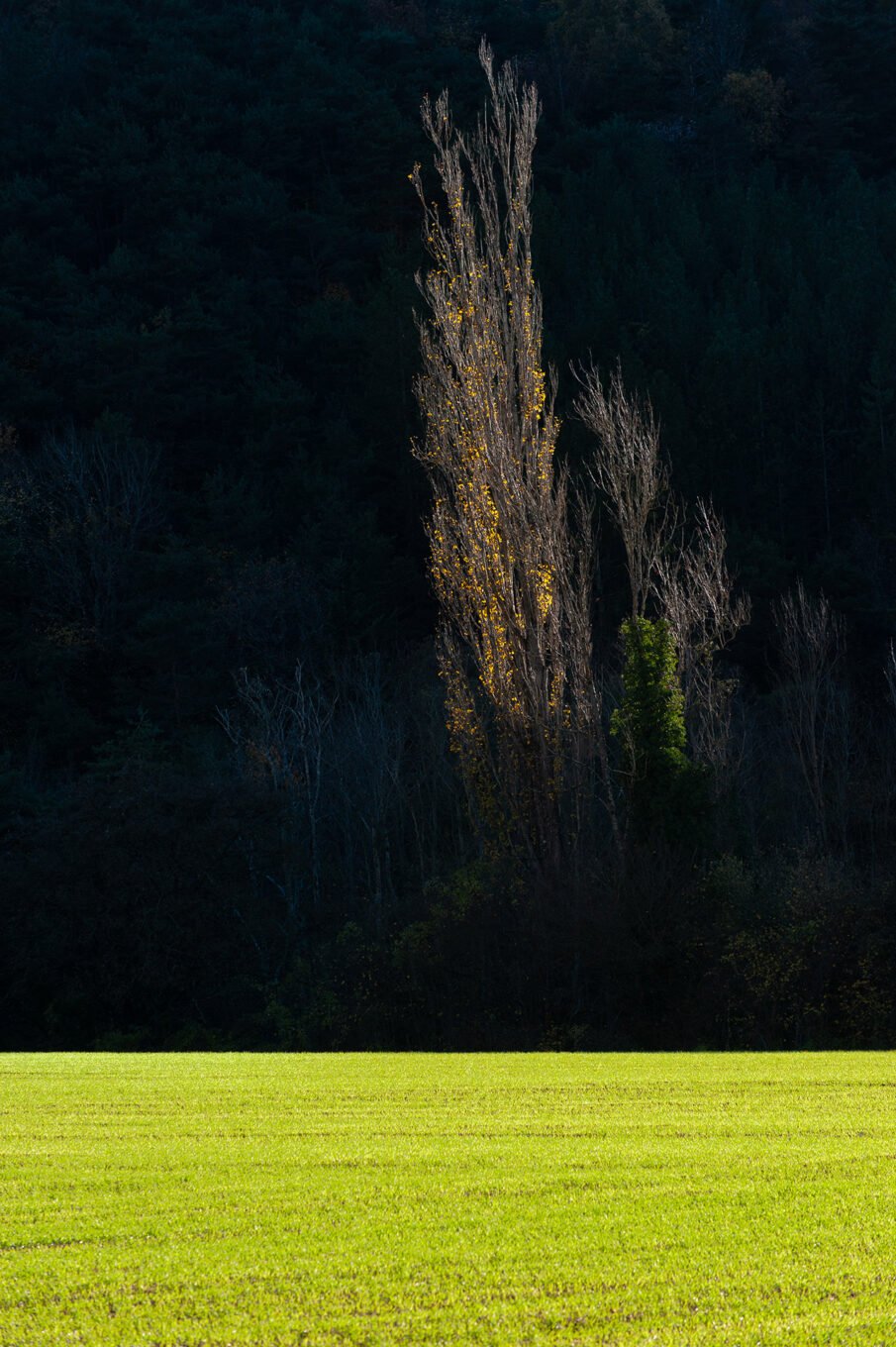 forêt automne Vercors Sud feuilles jaunes