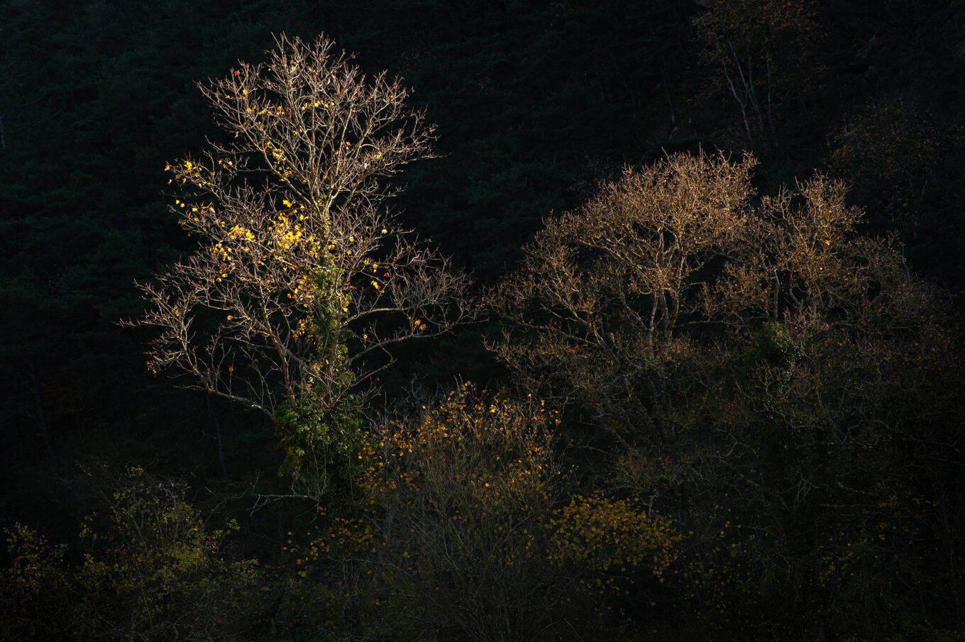 forêt automne Vercors Sud feuilles jaunes