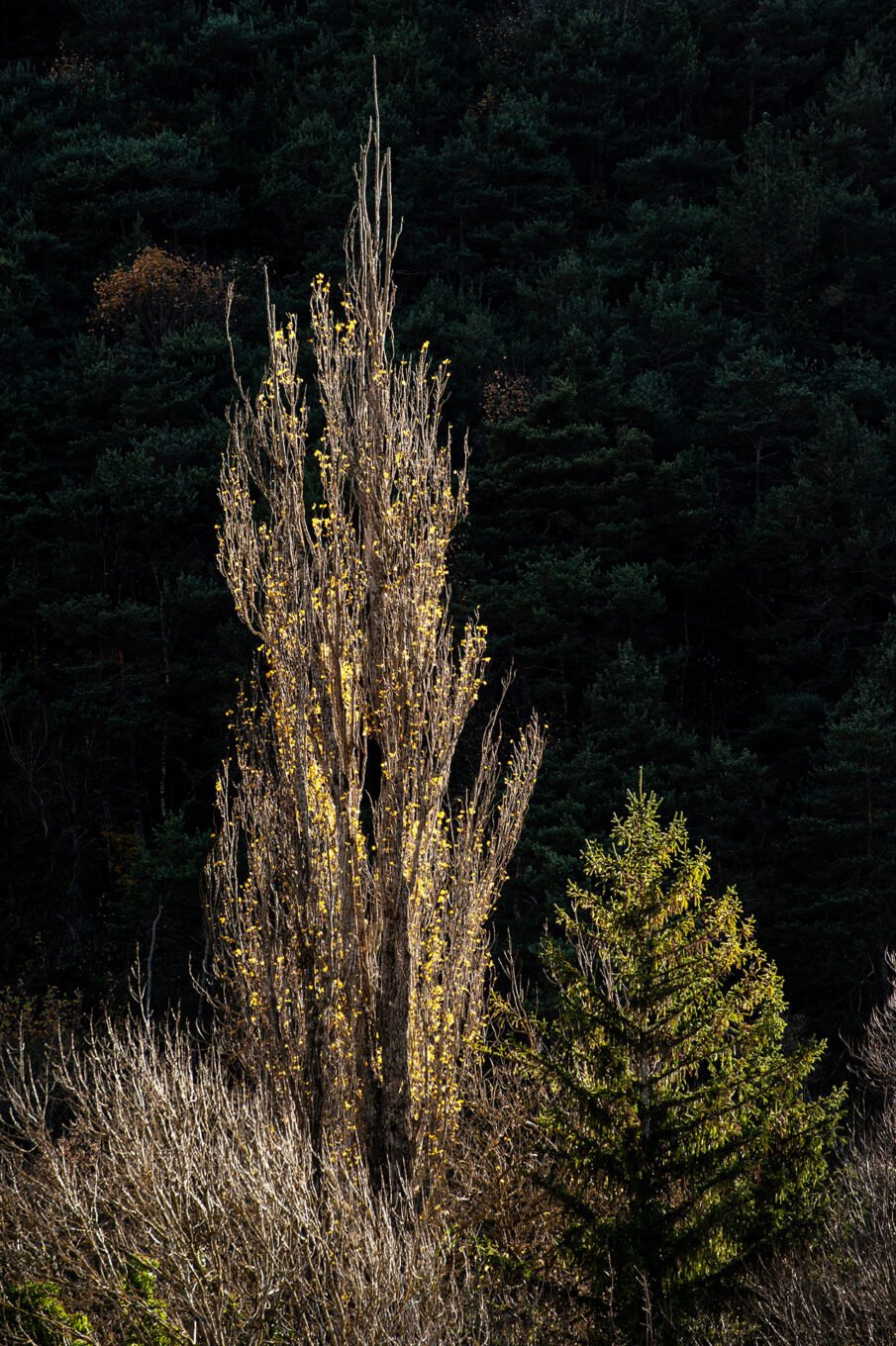 forêt automne Vercors Sud feuilles jaunes