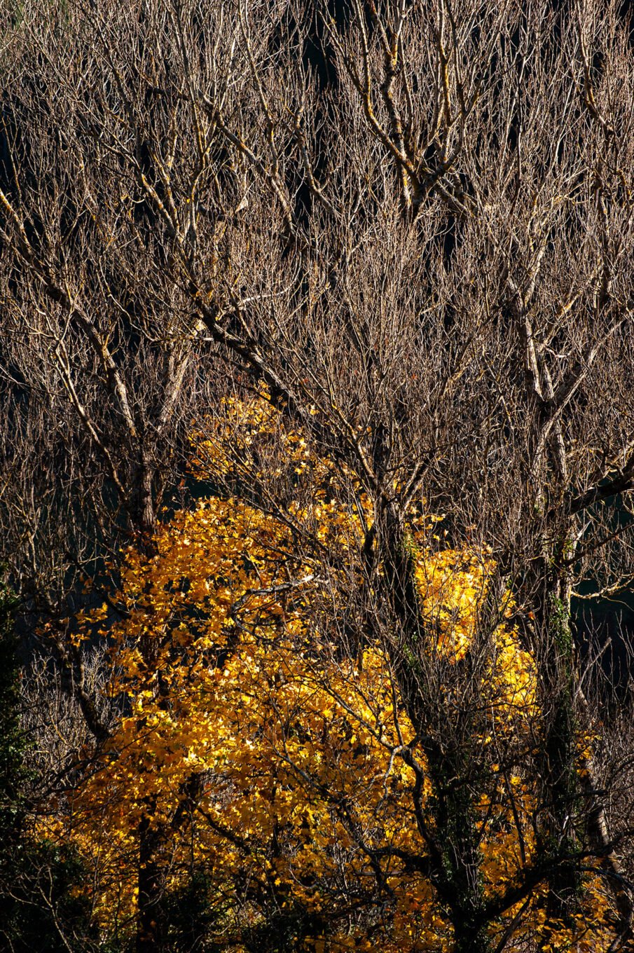 forêt automne Vercors Sud feuilles jaunes