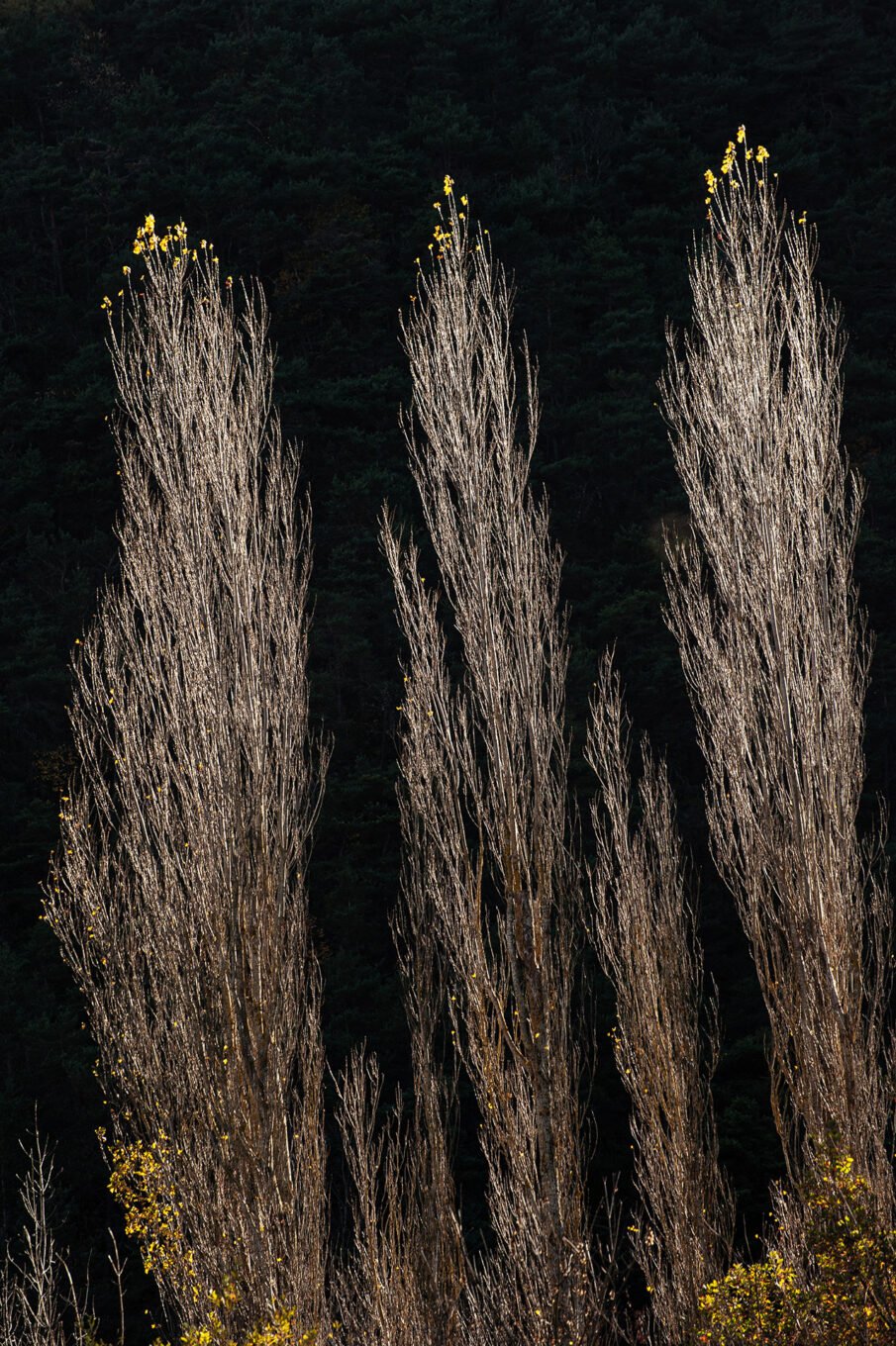 forêt automne Vercors Sud feuilles jaunes