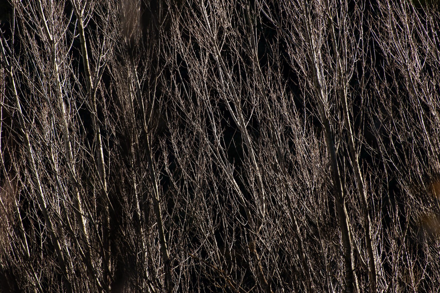 forêt automne Vercors Sud