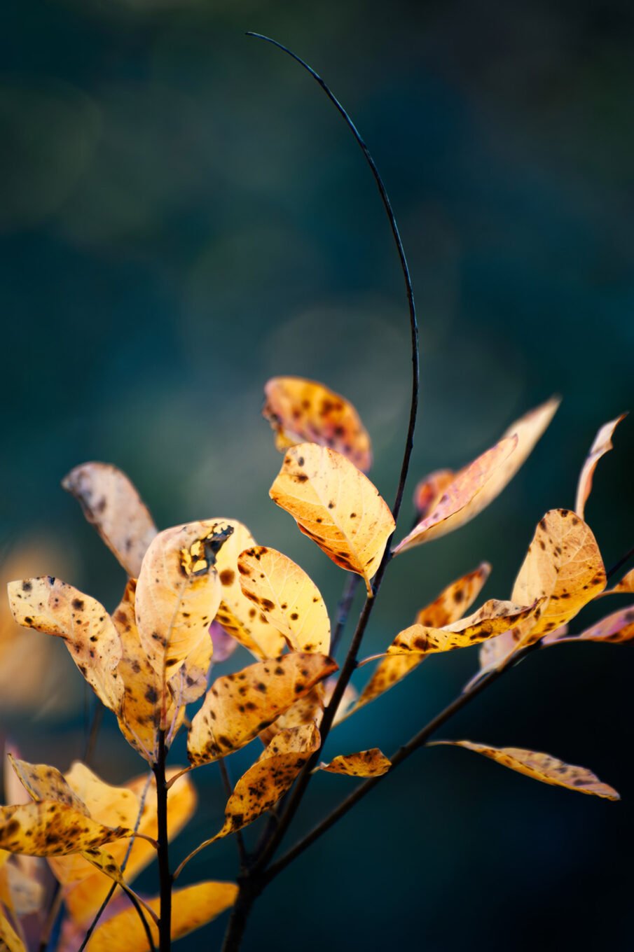 forêt automne Vercors Sud feuilles jaunes macro
