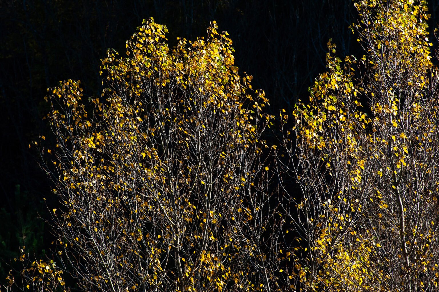 arbre flamboyant automnal pente ravin des Charoses Vercors